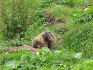IMG_3067